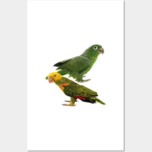 Parrots Posters and Art